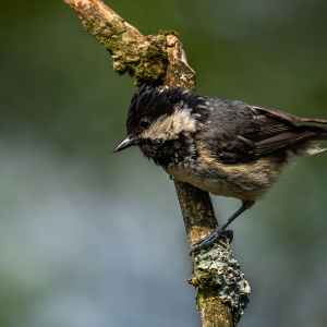 Redwell   16 06 2020   D500   Les 167.jpg